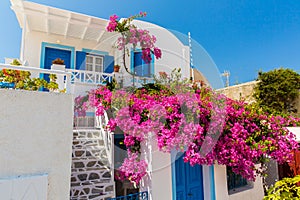 Flores plantas trepadoras en  Creta grecia 