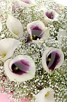 Flowers: bouquet of callas and gypsophila