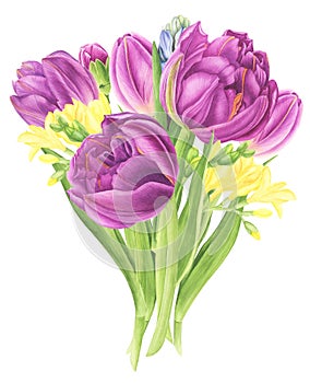 Flowers bouquet with tulips, freesia and hyacinths, watercolor painting.