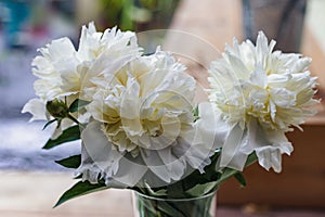 Flowers. Bouquet of white peonies in vase