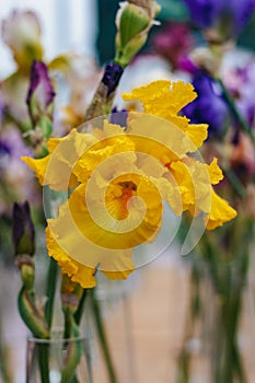 Flowers. Bouquet of yellow iris in vase