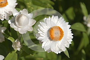 Fiori da bianco quale è un australiano domestico margherita 