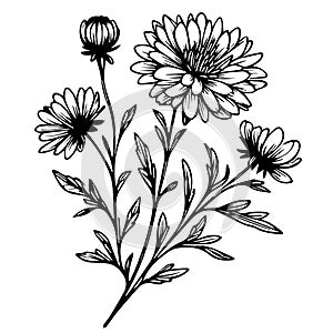 Flowers branch of aster, Hand drawn aster flower vector illustration Vintage design elements aster bouquet