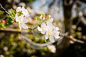 Flowers on branch of cherry tree in spring blooming
