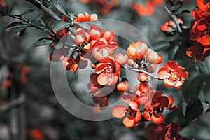 Flowers branch in the garden