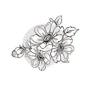 Flowers branch of a rose. Hand drawing a branch of a rose. Vintage design elements.