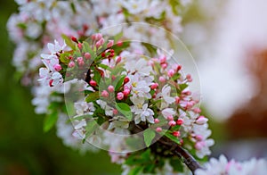 Flowers on a branch in the spring, apple tree
