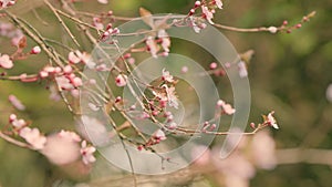 Flowers On A Branch At Sunny Day. Blooming Garden Pink Flowers. Blossoming s Of An Apple-Tree In Spring.