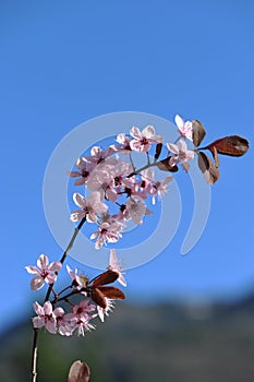 Flowers - branch of a tree on blue sky