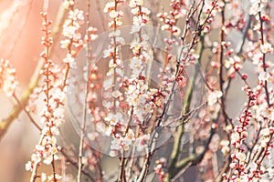 Flowers on the branches of an apricot tree. Spring blooms. Sunny day. Blurred background. Beautiful white flowers. Sun glare