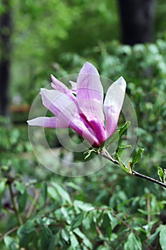 Flowers and branches of blooming pink magnolia on the background of a spring landscape