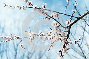 Flowers on branches of blossoming apricot tree against blue sky background