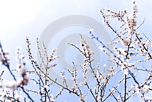 Flowers on branches of blossoming apricot tree against blue sky background