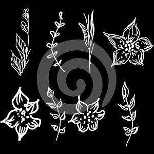 Flowers and branches hand drawn doodle collection isolated on black background. 8 floral graphic elements. Big  set. Outline photo