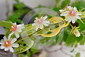 Flowers on the branches of Pereskia aculeata in the garden