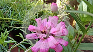 flowers with branches in pink that broke