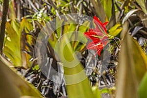 Flowers of brazilian altitude