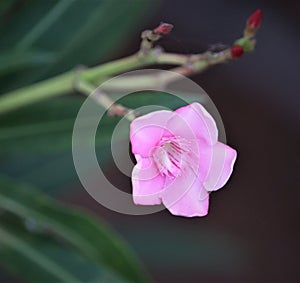 Flowers of the Brazilian flora. Exotic, wild, cerrado, gardens, mountains of Minas Gerais