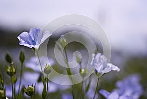 Flowers in Breeze