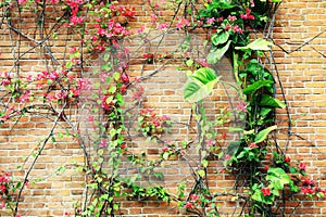 Flower flowers red brick wall