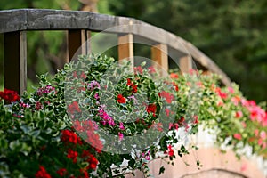 flowers and bridge