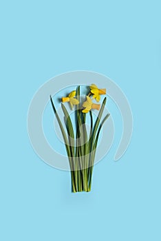 Flowers on bright blue background. Top view, flat lay. Minimal concept. flower floral composition. Pastel colors.