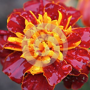 Flowers of bright orange-yellow marigolds close-up (Tagetes). Leningrad region,