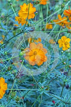 Flowers with bright yellow petals