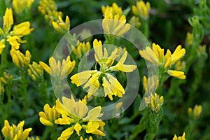 Flowers of the broom Genista hispanica