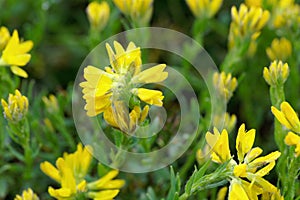 Flowers of the broom Genista hispanica