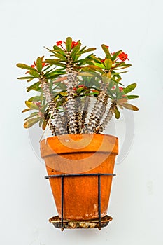 Flowers in brown pots in Mijas, Spain