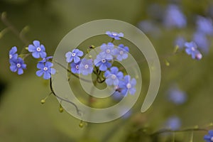 The flowers brunnea flowering in early spring. Unfocussed and blurry flowers. The beautiful blue brunnea on green background have