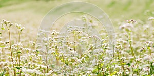 Flowers of buckwheat in a field. Field of buckwheat in summer day