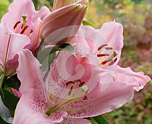 Flowers and bud of the pink cultivar of lily, close-up