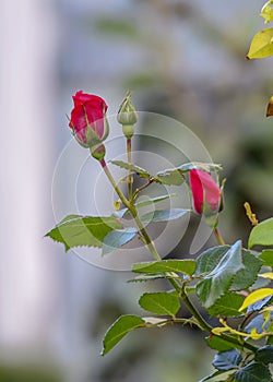 Flowers and bud of a red rose on a bush in the garden close up. Ornamental gardening theme