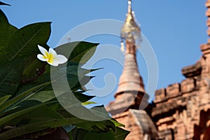 Flowers Buddhist temples of Bagan