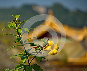 Flowers Buddhist temples of Bagan