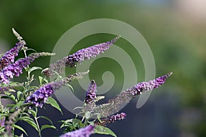 Flowers of Buddleja davidii