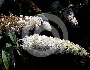 Flowers of Buddleja Davidii White Profusion.