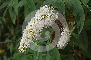 Summer lilac flowers, in the garden.