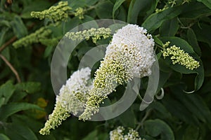 Summer lilac flowers, in the garden.