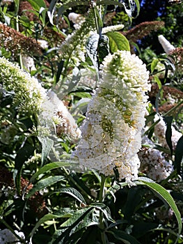 Flowers of Buddleja Davidii White Profusion.