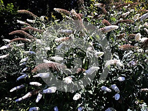 Flowers of Buddleja Davidii White Profusion. photo