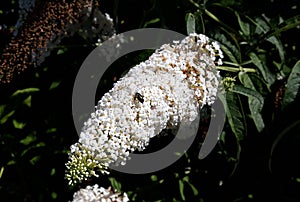 Flowers of Buddleja Davidii White Profusion. photo