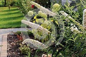 Blooming Budleja Dawida White Profusion photo