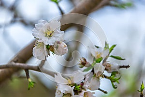 Flowers and buds on a branch of almond tree against the sky