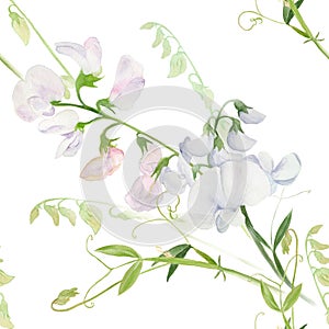 Flowers, buds, branches of sweet pea. Decorative composition on a watercolor background. Watercolor. Floral motifs. Seamless patte