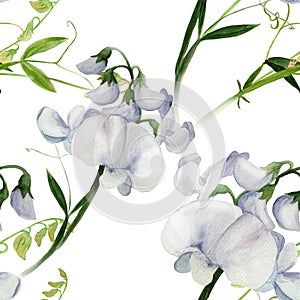 Flowers, buds, branches of sweet pea. Decorative composition. Watercolor. Floral motifs. Seamless patte