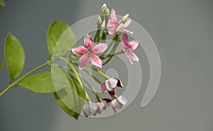 Flowers and buds of Combretum Indicum