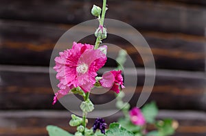 Flowers and buds of the common hollyhock